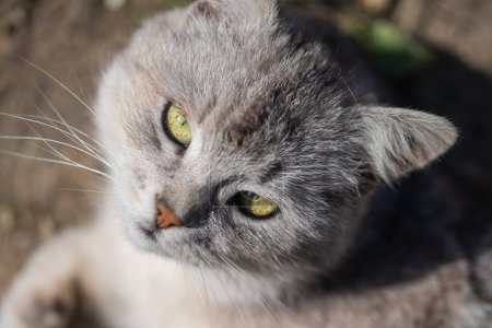 Téléchargez les photos : Beau portrait de chat droit écossais dans le jardin de printemps, gros plan. Chat écossais rayé gris à oreilles droites - en image libre de droit