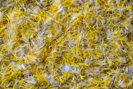 Foto de Pétalos de flores de diente de león amarillo fresco para mermelada en un fondo, vista superior. Textura cruda pétalos de diente de león amarillo, de cerca - Imagen libre de derechos