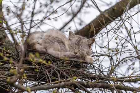 Téléchargez les photos : Chat de rue gris se reposant dans un nid d'oiseau sur un arbre au printemps, gros plan - en image libre de droit
