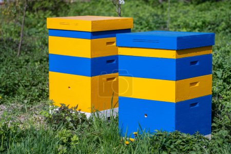 Foto de Dos nuevo conjunto de colmena de madera amarillo-azul en el jardín de primavera, de cerca - Imagen libre de derechos