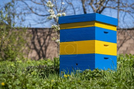 Téléchargez les photos : Nouvel ensemble de ruche en bois jaune-bleu dans le jardin du printemps, gros plan - en image libre de droit