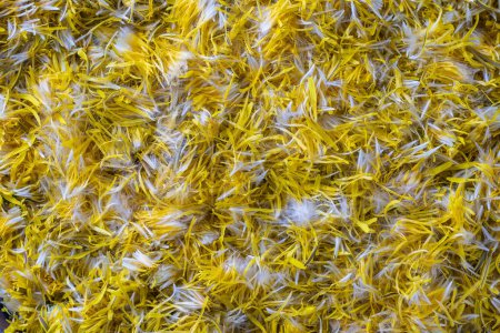 Téléchargez les photos : Pissenlit jaune frais fleurs pétales pour la confiture sur un fond, vue de dessus. Texture pétales de pissenlit jaunes crus, gros plan - en image libre de droit