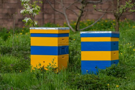 Foto de Dos nuevo conjunto de colmena de madera amarillo-azul en el jardín de primavera, de cerca - Imagen libre de derechos