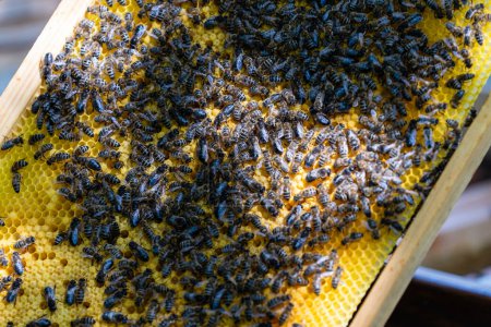 Téléchargez les photos : Colonie d'abeilles en nid d'abeille dans le rucher. L'apiculture à la campagne. Cadre en bois avec nid d'abeilles, gros plan - en image libre de droit