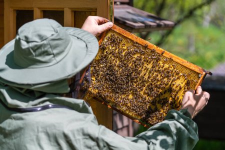 Foto de Agricultor vistiendo traje de abeja trabajando con panal en colmenar. Apicultura en el campo. Hombre apicultor en un traje de apicultor, inspecciona un marco de madera con panales sosteniéndolo en sus manos, de cerca - Imagen libre de derechos
