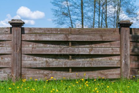 Photo for Wooden garden fence, green grass and blooming dandelion flowers on a spring day at backyard - Royalty Free Image