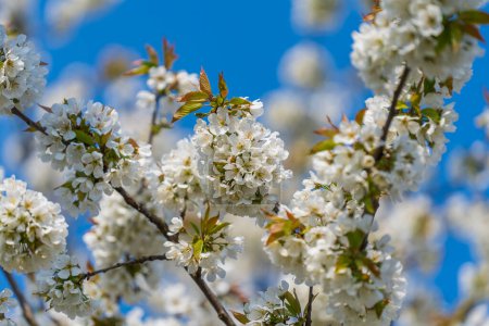 Photo for A sprig of white flowers blooms on a cherries tree in garden against a blue sky, close-up - Royalty Free Image