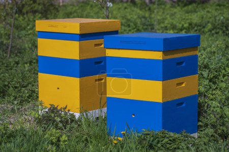 Téléchargez les photos : Deux nouveaux ensembles de ruches en bois jaune-bleu dans le jardin du printemps, fermer - en image libre de droit