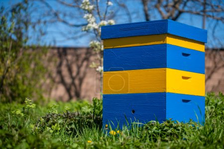 Foto de Nuevo conjunto de colmena de madera amarillo-azul en el jardín de primavera, de cerca - Imagen libre de derechos
