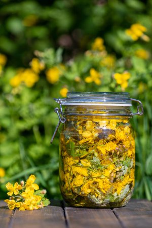 Foto de Hecho en casa de tintura de hierbas de flores frescas de celidonia y vodka en un frasco de vidrio en una mesa de madera en un jardín de primavera, de cerca - Imagen libre de derechos