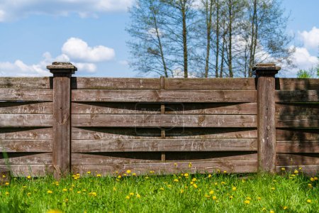 Photo for Wooden garden fence, green grass and blooming dandelion flowers on a spring day at backyard - Royalty Free Image