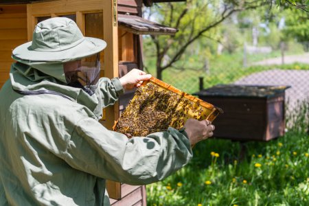 Téléchargez les photos : Fermier en costume d'abeille travaillant avec nid d'abeille dans le rucher. L'apiculture à la campagne. Apiculteur masculin en costume d'apiculteur, inspecte un cadre en bois avec des rayons de miel le tenant dans ses mains, gros plan - en image libre de droit