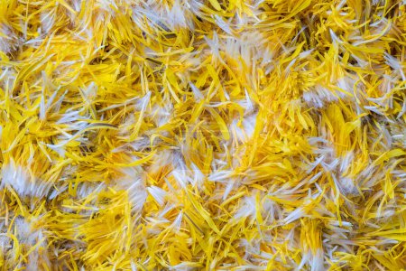 Foto de Pétalos de flores de diente de león amarillo fresco para mermelada en un fondo, vista superior. Textura cruda pétalos de diente de león amarillo, de cerca - Imagen libre de derechos