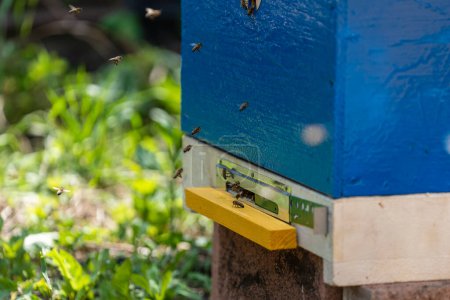 Foto de Primer plano de abejas voladoras y colorida colmena de madera en el jardín de primavera en el colmenar - Imagen libre de derechos