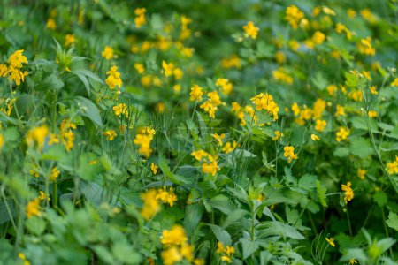 Foto de Flores de celidonia más pequeñas en el prado de primavera, de cerca. Campo con flores amarillas en primavera - Imagen libre de derechos