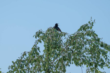 Foto de Pájaro estornino europeo común o Sturnus vulgaris se sienta en una rama de árbol en primavera por la mañana, Ucrania - Imagen libre de derechos