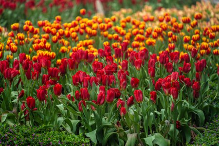 Foto de Hermoso fondo colorido tulipanes rojos y amarillos. Campo de flores de primavera. Cama de flores tulipanes, Vietnam, de cerca - Imagen libre de derechos