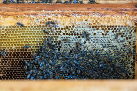 Téléchargez les photos : Colonie d'abeilles en nid d'abeille dans le rucher. L'apiculture à la campagne. Cadre en bois avec nid d'abeilles, gros plan - en image libre de droit