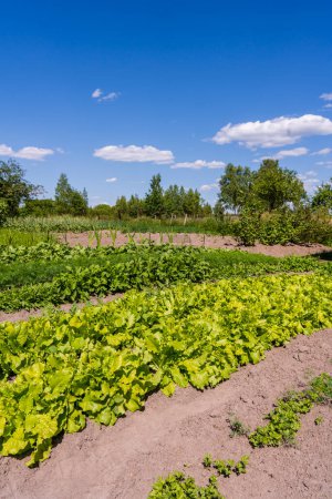 Foto de Industria agrícola. Cultivando lechuga de ensalada en el campo. Huerta ecológica en Ucrania - Imagen libre de derechos