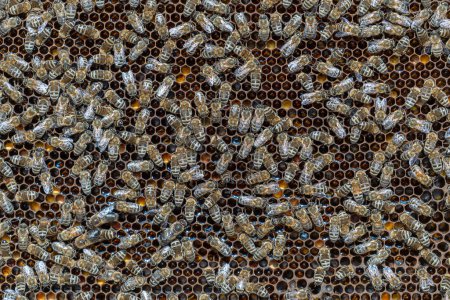 Téléchargez les photos : Colonie d'abeilles en nid d'abeille dans le rucher. L'apiculture à la campagne. Beaucoup d'abeilles qui travaillent en nid d'abeille, ferment. Plan détaillé dans une ruche dans un nid d'abeille, des cellules de cire avec du miel et du pollen. Miel en peignes - en image libre de droit
