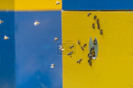 Téléchargez les photos : Les abeilles volent à côté de la ruche dans le rucher pour recueillir le miel, fermer, ralentir. L'apiculture à la campagne - en image libre de droit