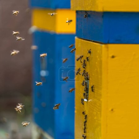 Foto de Las abejas de miel vuelan junto a la colmena de abejas en el colmenar para recoger la miel, de cerca, en cámara lenta. Apicultura en el campo - Imagen libre de derechos