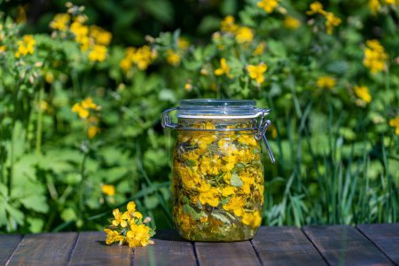 Homemade of herbal tincture from fresh greater celandine flowers and vodka in a glass jar on a wooden table in a spring garden, close up