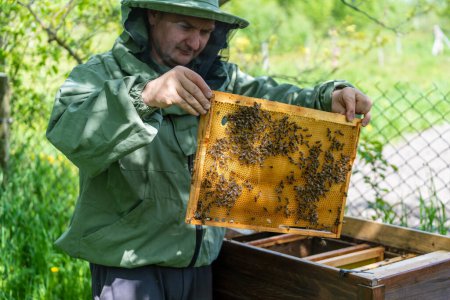 Photo for Farmer wearing bee suit working with honeycomb in apiary. Beekeeping in countryside. Male beekeeper in a beekeeper costume, inspects a wooden frame with honeycombs holding it in her hands, close up - Royalty Free Image
