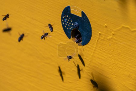 Téléchargez les photos : Abeilles à miel volent à côté de la ruche dans le rucher pour recueillir le miel, fermer - en image libre de droit