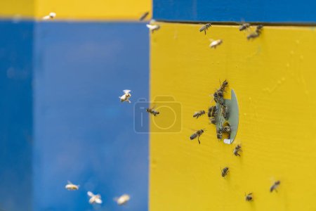 Foto de Las abejas de miel vuelan junto a la colmena de abejas en el colmenar para recoger la miel, de cerca, en cámara lenta. Apicultura en el campo - Imagen libre de derechos