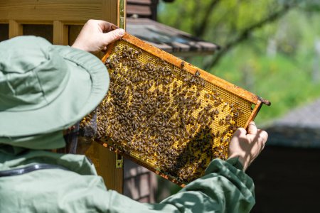 Téléchargez les photos : Fermier en costume d'abeille travaillant avec nid d'abeille dans le rucher. L'apiculture à la campagne. Apiculteur masculin en costume d'apiculteur, inspecte un cadre en bois avec des rayons de miel le tenant dans ses mains, gros plan - en image libre de droit