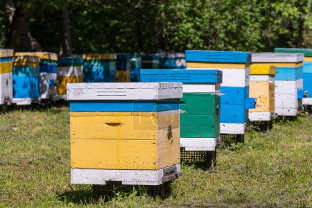 Téléchargez les photos : Beaucoup de ruches en bois dans le jardin du printemps dans le rucher pour recueillir le miel. Une rangée de ruches colorées sur une petite zone fermée - en image libre de droit