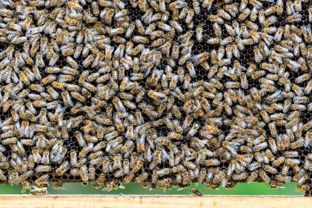 Téléchargez les photos : Colonie d'abeilles en nid d'abeille dans le rucher. L'apiculture à la campagne. Beaucoup d'abeilles qui travaillent sur nid d'abeille, fermer - en image libre de droit