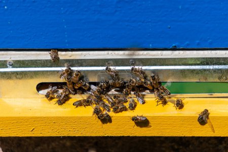 Foto de Las abejas de miel vuelan junto a la colmena de abejas en el colmenar para recoger la miel, de cerca - Imagen libre de derechos