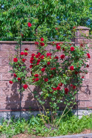 Téléchargez les photos : Roses grimpantes rouges dans le jardin d'été à côté de la clôture, gros plan - en image libre de droit