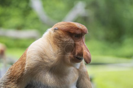 Photo for Portrait of wild Proboscis monkey or Nasalis larvatus or Dutch monkey, in the rainforest of island Borneo, Malaysia, close up. Amazing monkey with a massive pendulous nose - Royalty Free Image