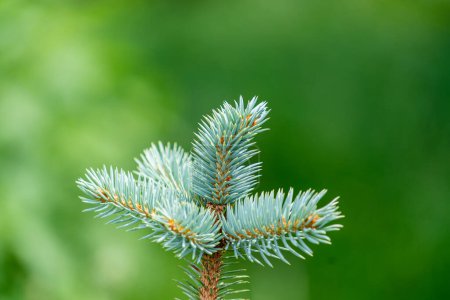 Photo for Fluffy blue spruce Glauca Globosa with new soft vegetation needles, close up - Royalty Free Image