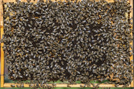 Foto de Colonia de abejas en panal en colmenar. Apicultura en el campo. Muchas abejas que trabajan en el panal, de cerca - Imagen libre de derechos