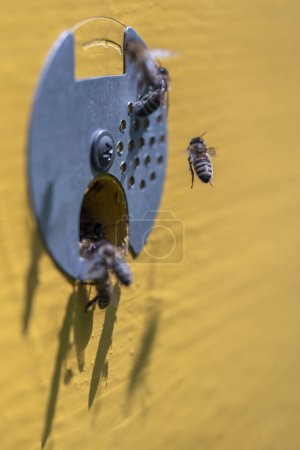 Téléchargez les photos : Les abeilles volent à côté de la ruche dans le rucher pour recueillir le miel, fermer, ralentir. L'apiculture à la campagne - en image libre de droit