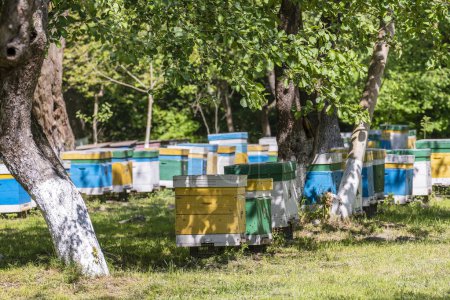 Photo for Many set of wooden beehive in the spring garden in the apiary to collect honey. A row of colorful beehives on a small enclosed area - Royalty Free Image