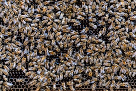 Foto de Colonia de abejas en panal en colmenar. Apicultura en el campo. Muchas abejas trabajadoras en panal, de cerca. Disparo detallado dentro de una colmena en un panal, células de cera con miel y polen. Miel en peines - Imagen libre de derechos