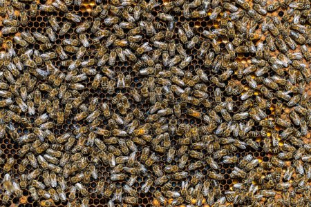 Photo for Colony of bees on honeycomb in apiary. Beekeeping in countryside. Many working bees on honeycomb, close up. Detailed shot within a hive in a honeycomb, wax cells with honey and pollen. Honey in combs - Royalty Free Image