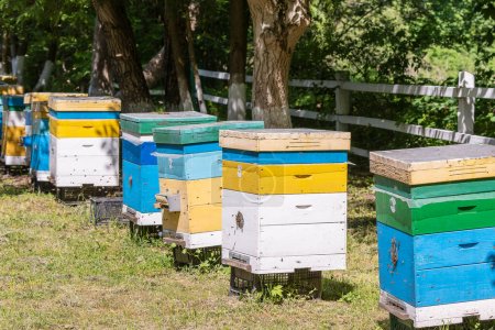Foto de Muchos conjunto de colmena de madera en el jardín de primavera en el colmenar para recoger la miel. Una fila de coloridas colmenas en una pequeña área cerrada - Imagen libre de derechos