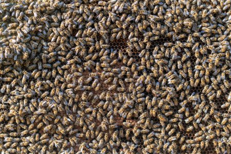 Téléchargez les photos : Colonie d'abeilles en nid d'abeille dans le rucher. L'apiculture à la campagne. Beaucoup d'abeilles qui travaillent en nid d'abeille, ferment. Plan détaillé dans une ruche dans un nid d'abeille, des cellules de cire avec du miel et du pollen. Miel en peignes - en image libre de droit