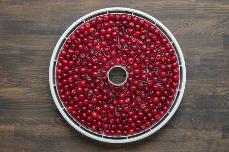 Photo for Prepared ripe red pitted cherries on a drying tray for dehydrator, close up, top view. A way to preserve vitamins. Vegetarian meal, healthy and useful - Royalty Free Image