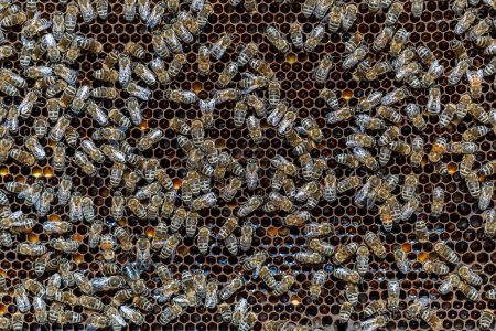Photo for Colony of bees on honeycomb in apiary. Beekeeping in countryside. Many working bees on honeycomb, close up. Detailed shot within a hive in a honeycomb, wax cells with honey and pollen. Honey in combs - Royalty Free Image