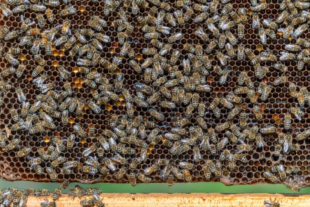 Foto de Colonia de abejas en panal en colmenar. Apicultura en el campo. Muchas abejas trabajadoras en panal, de cerca. Disparo detallado dentro de una colmena en un panal, células de cera con miel y polen. Miel en peines - Imagen libre de derechos