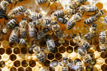 Téléchargez les photos : Colonie d'abeilles en nid d'abeille dans le rucher. L'apiculture à la campagne. Beaucoup d'abeilles qui travaillent en nid d'abeille, ferment. Macro prise dans une ruche dans un nid d'abeille, des cellules de cire avec du miel et du pollen. Miel en peignes - en image libre de droit