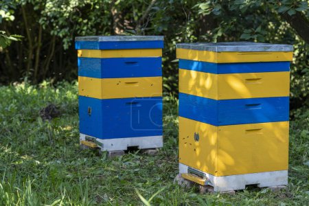 Téléchargez les photos : Beaucoup de ruches en bois dans le jardin du printemps dans le rucher pour recueillir le miel. Une rangée de ruches colorées sur une petite zone fermée - en image libre de droit