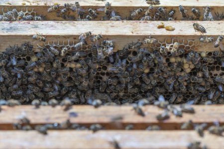 Téléchargez les photos : Colonie d'abeilles en nid d'abeille dans le rucher. L'apiculture à la campagne. Beaucoup d'abeilles qui travaillent sur nid d'abeille, fermer - en image libre de droit